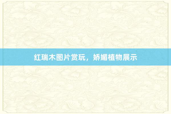 红瑞木图片赏玩，娇媚植物展示